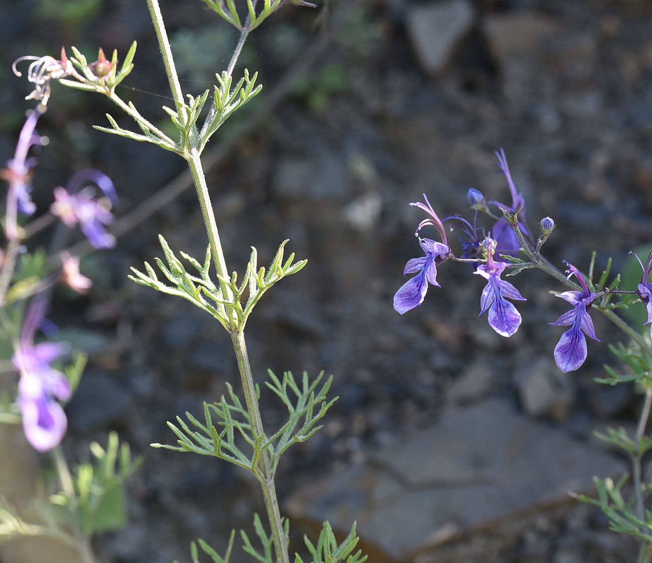 Изображение особи Teucrium orientale.