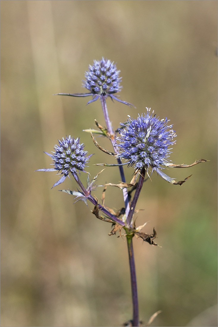 Image of Eryngium planum specimen.