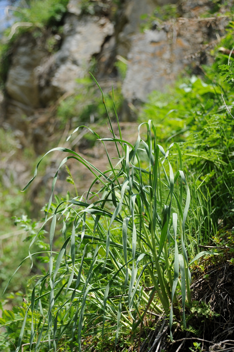 Image of Allium kurssanovii specimen.