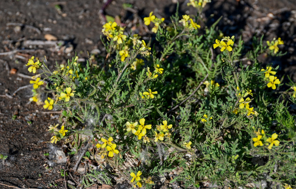 Изображение особи Chorispora sibirica.