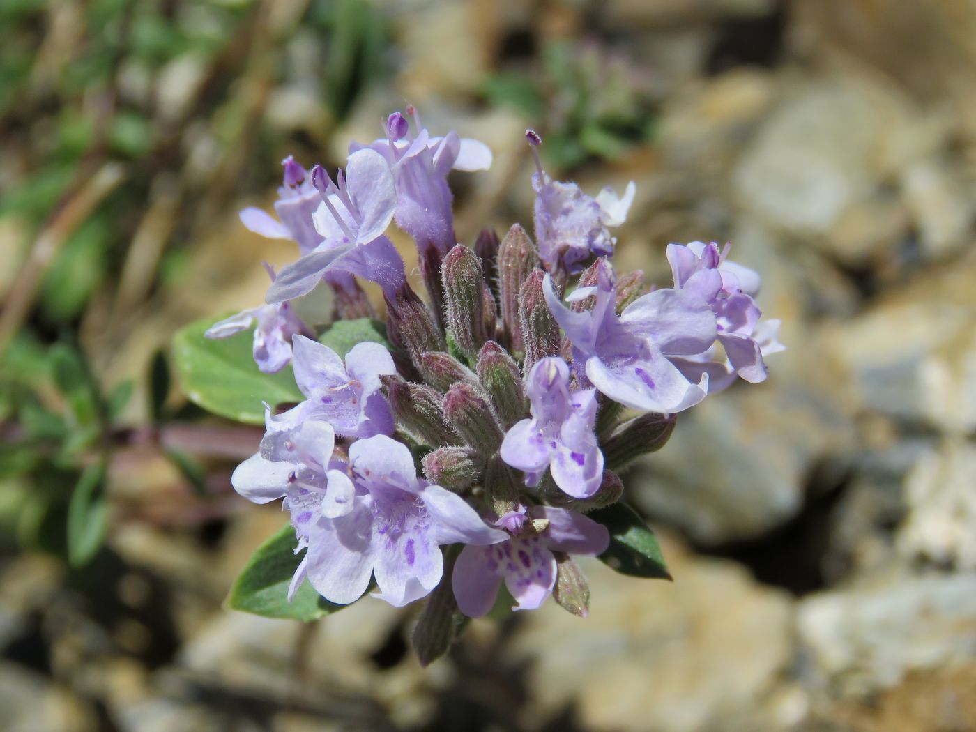 Image of Ziziphora clinopodioides specimen.