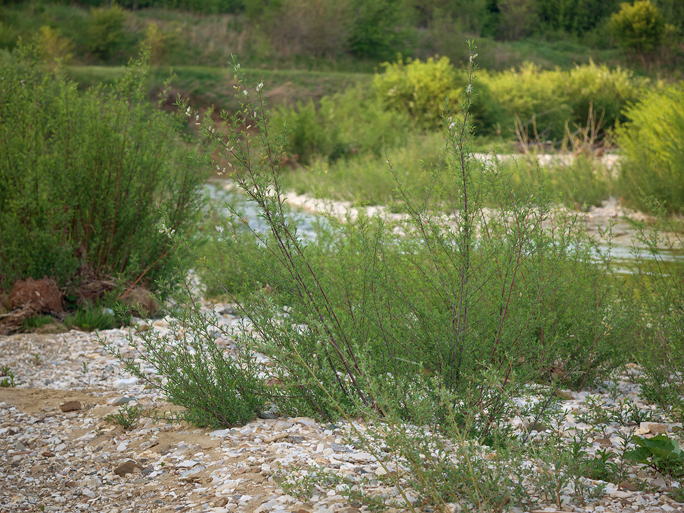 Image of Salix elbursensis specimen.