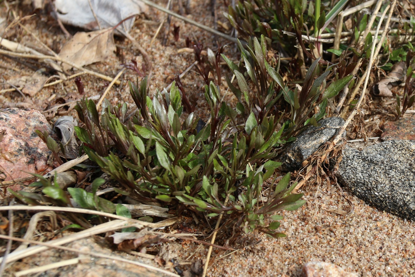 Image of Campanula rotundifolia specimen.