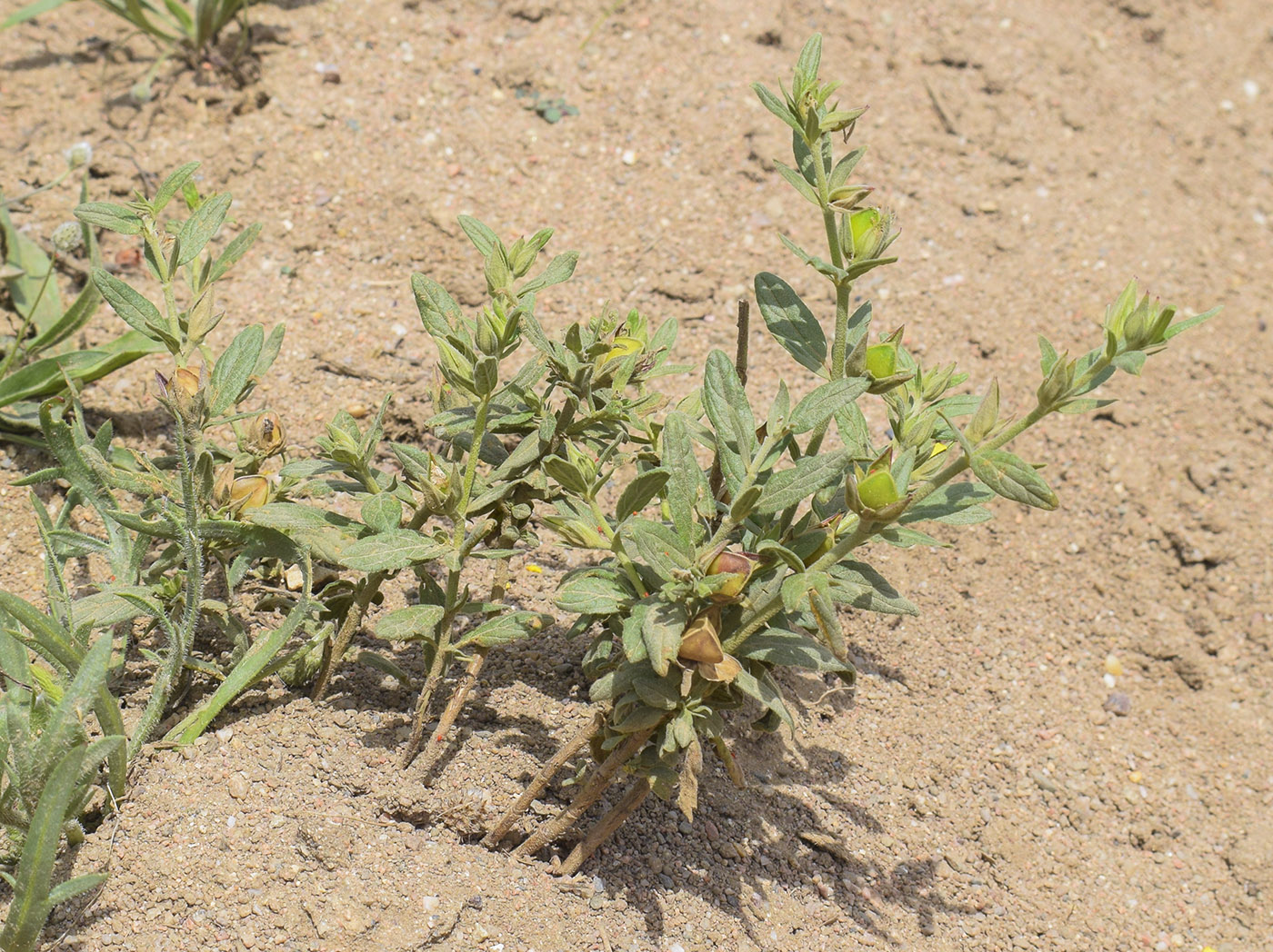 Изображение особи Helianthemum salicifolium.