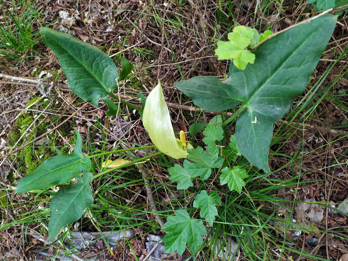 Image of Arum italicum ssp. albispathum specimen.