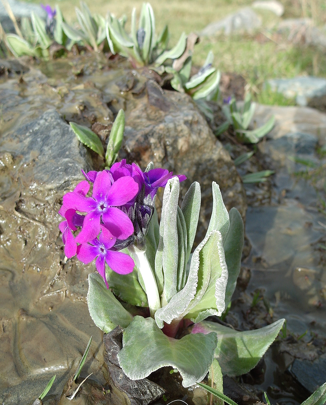 Image of Primula turkestanica specimen.