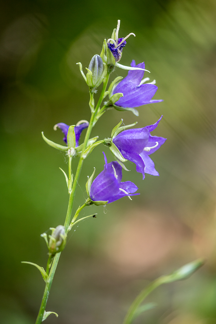 Image of Campanula persicifolia specimen.