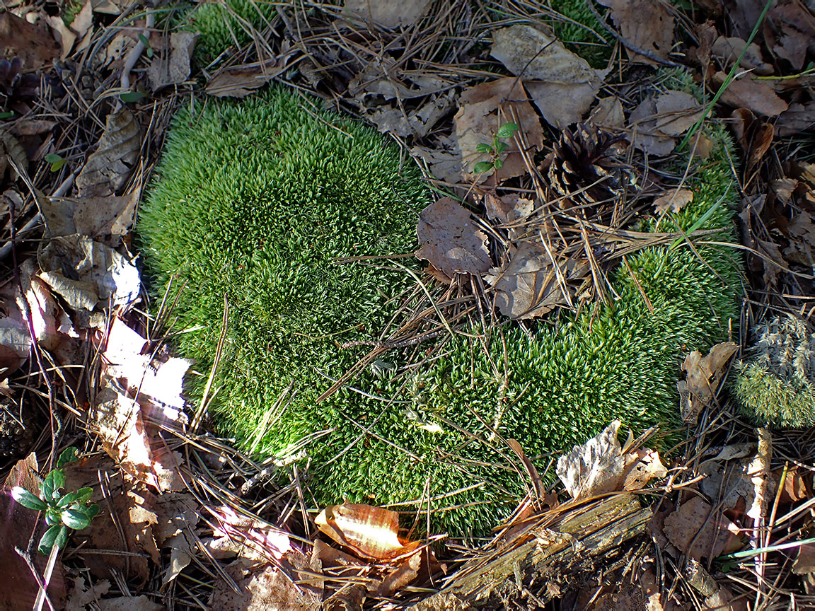 Image of Leucobryum glaucum specimen.