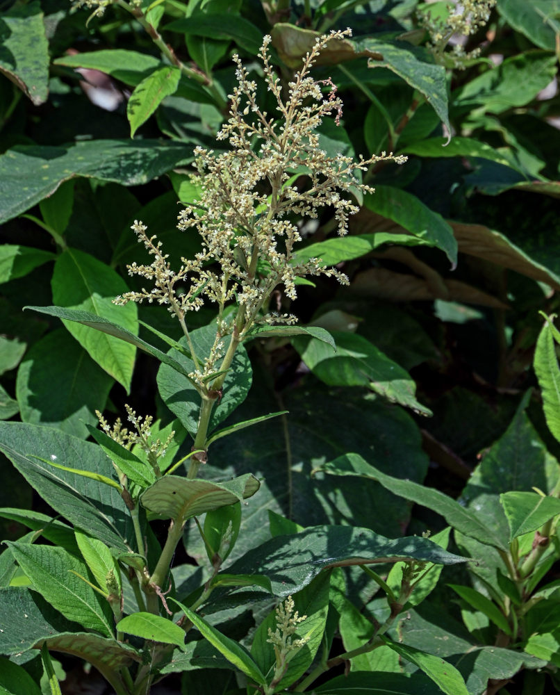 Image of Aconogonon weyrichii specimen.