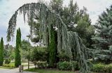 Cedrus atlantica