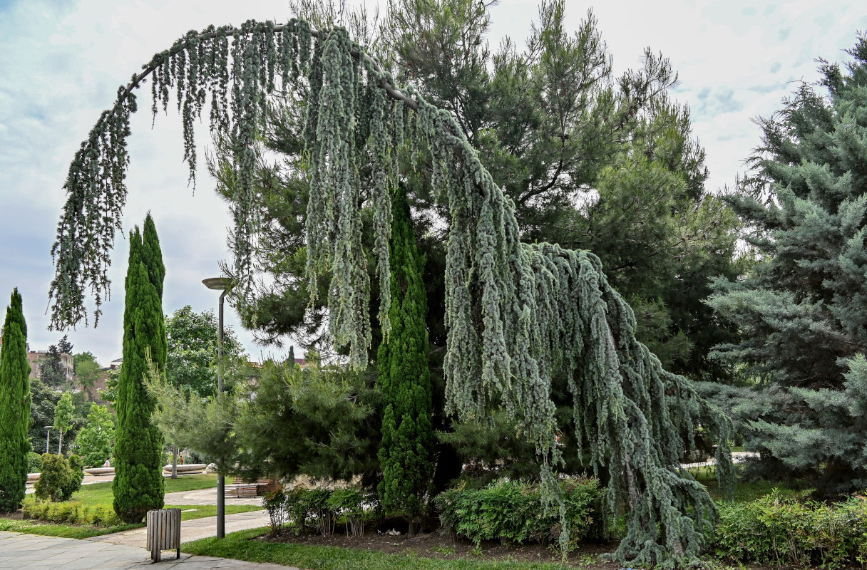 Изображение особи Cedrus atlantica.