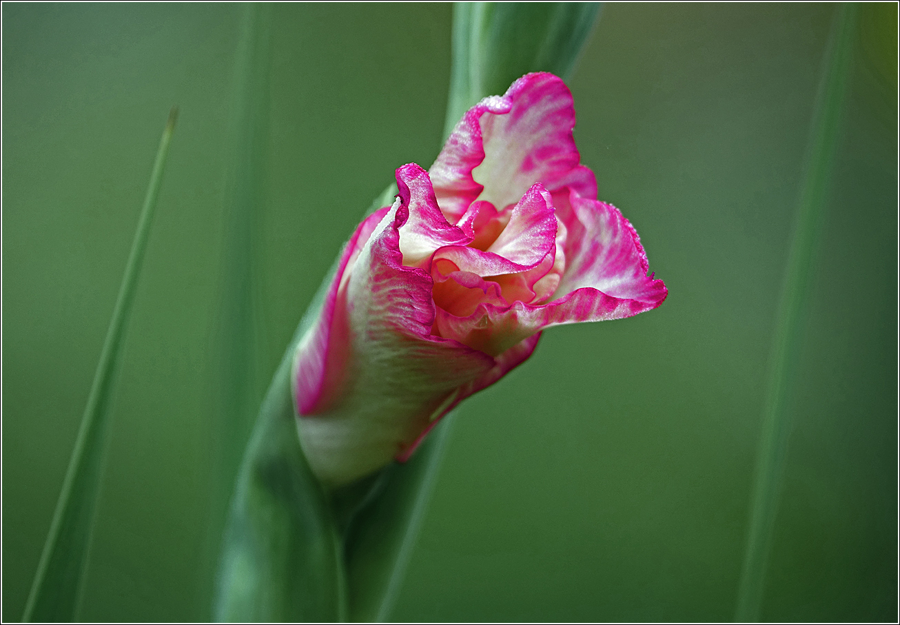 Image of Gladiolus &times; gandavensis specimen.