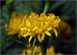 Tagetes erecta