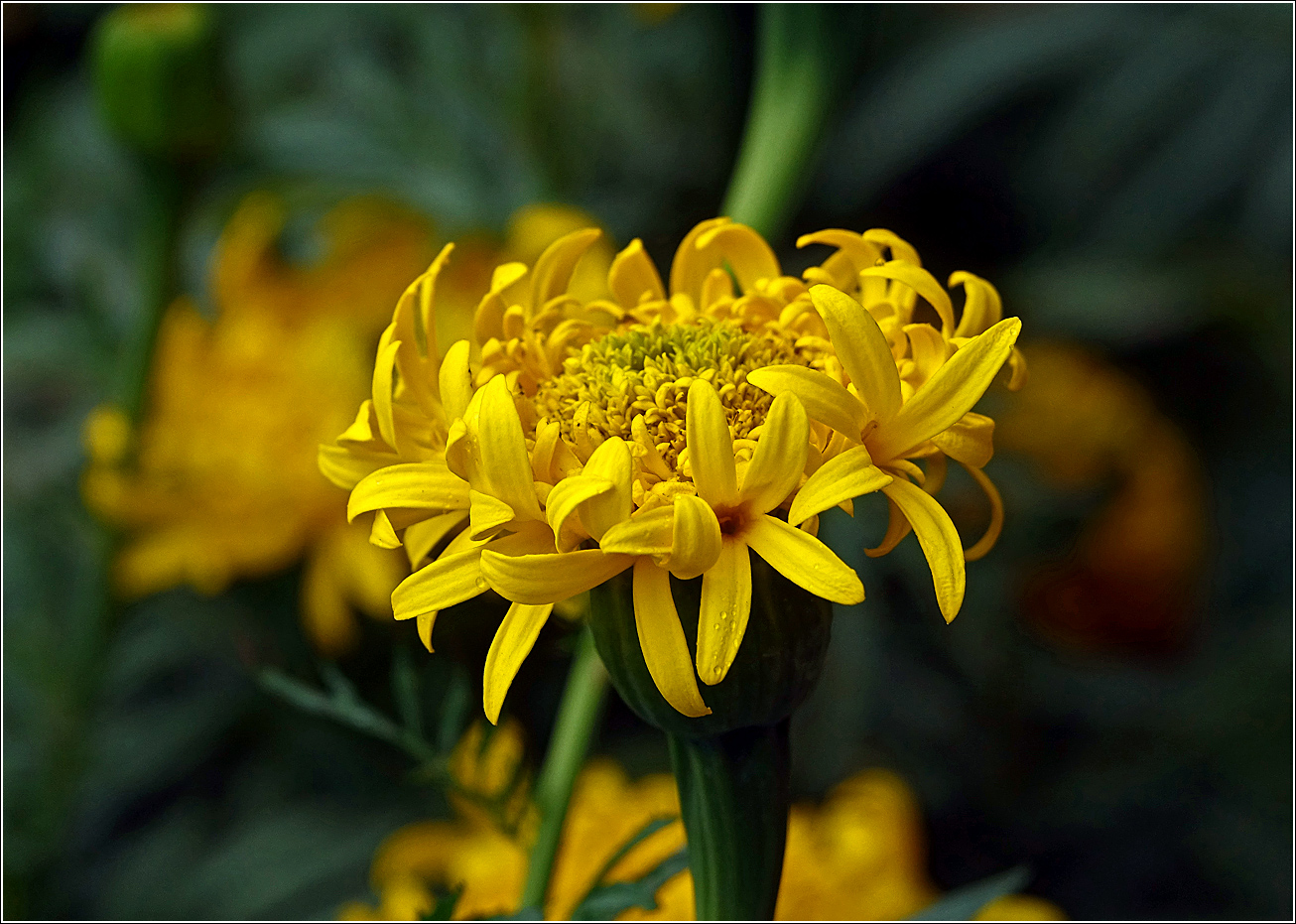 Image of Tagetes erecta specimen.