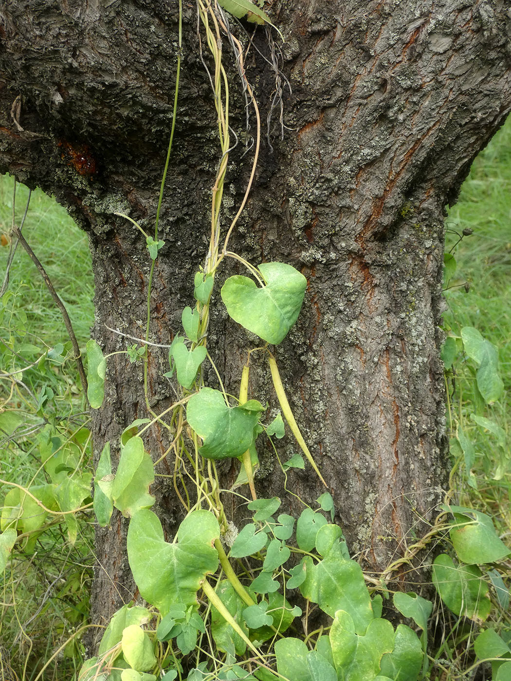 Image of Cynanchum acutum specimen.