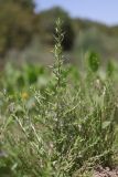 Lythrum thymifolia