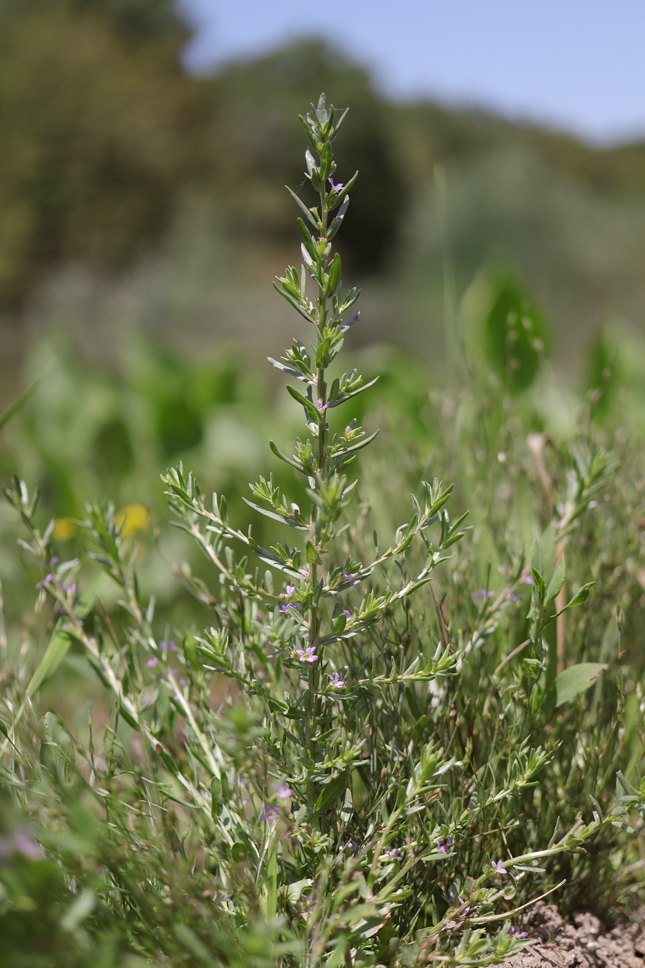 Image of Lythrum melanospermum specimen.