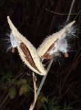 Asclepias syriaca