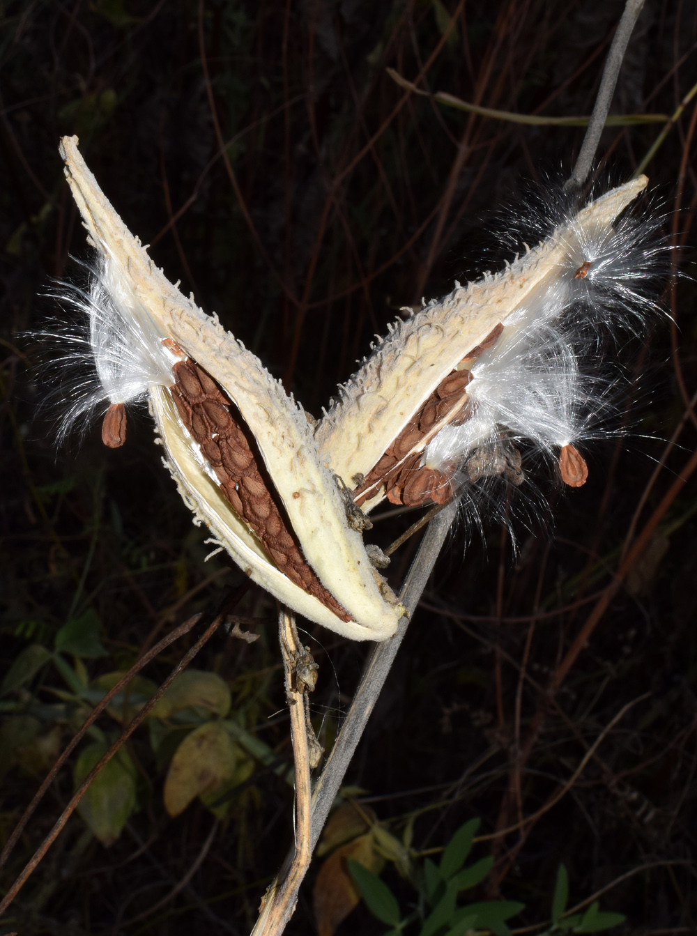 Image of Asclepias syriaca specimen.