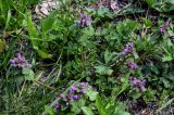 Lamium purpureum. Цветущее растение в сообществе с Taraxacum, Geranium, Trifolium. Брянская обл., г. Брянск, долина р. Десна, опушка широколиственного леса. 02.05.2024.