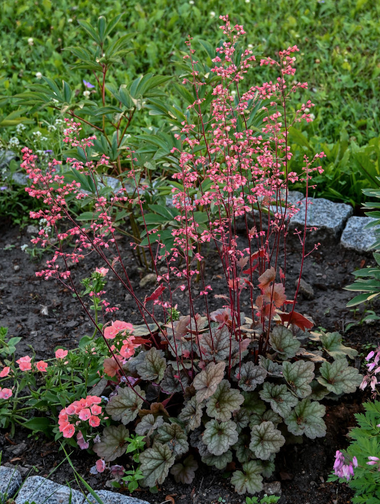 Image of Heuchera &times; hybrida specimen.