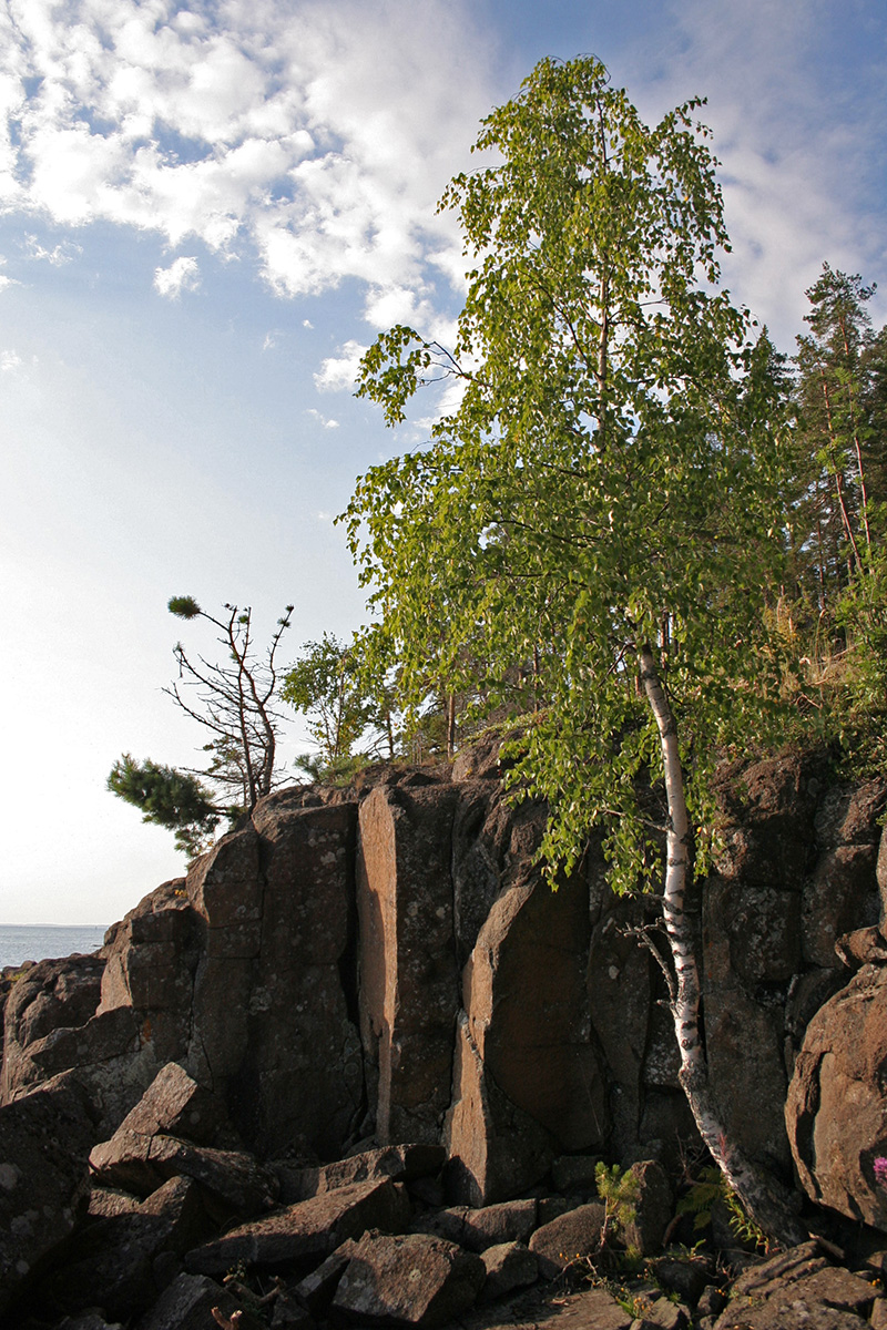 Image of genus Betula specimen.