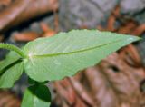 Myosoton aquaticum