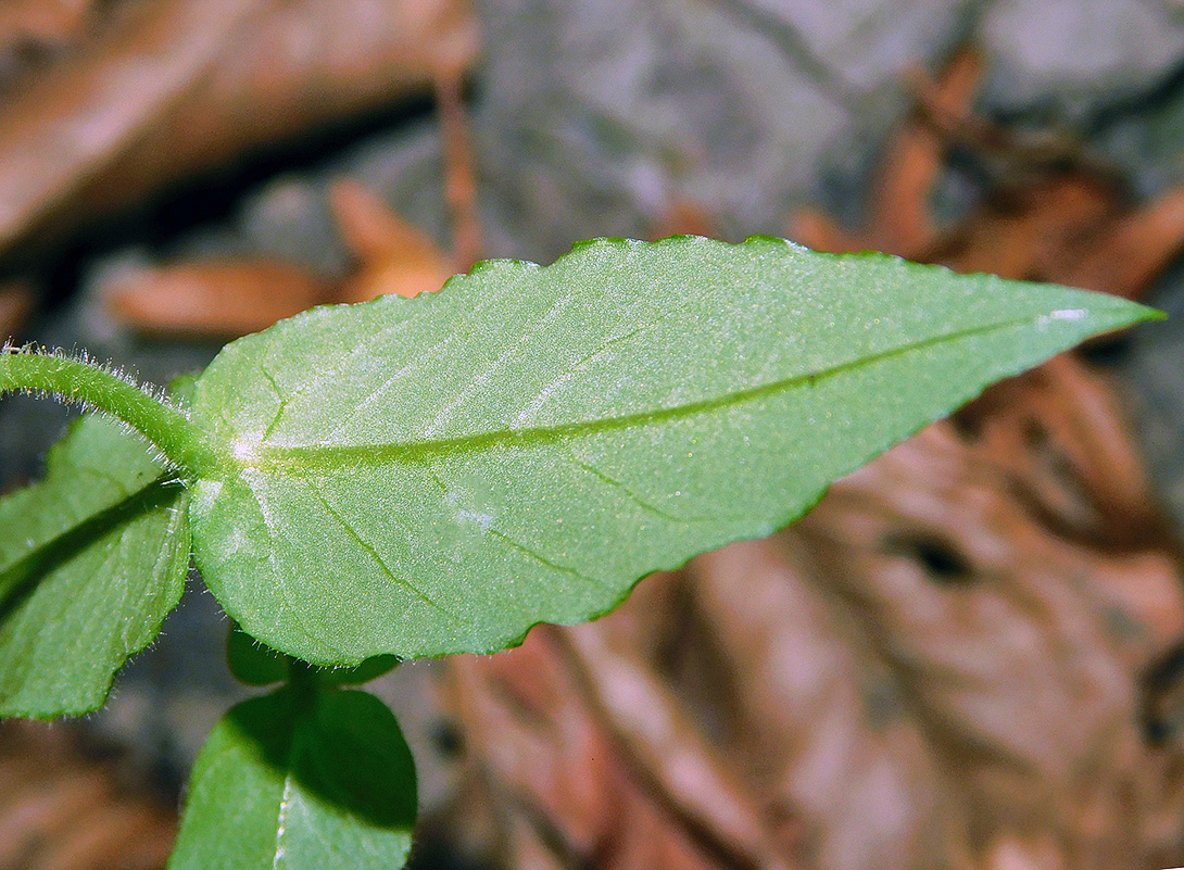 Image of Myosoton aquaticum specimen.