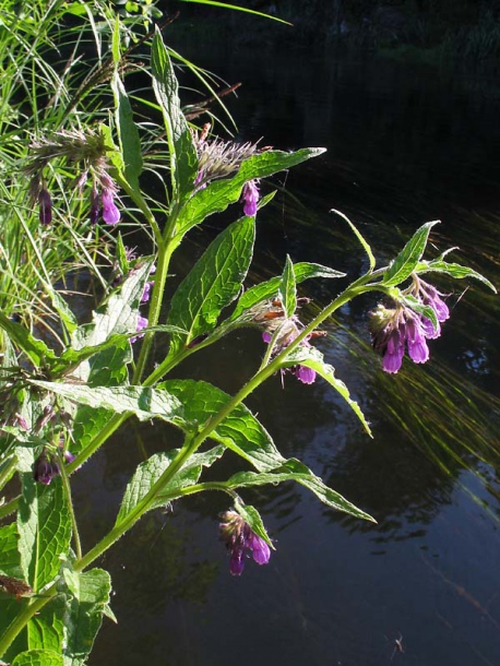 Изображение особи Symphytum officinale.