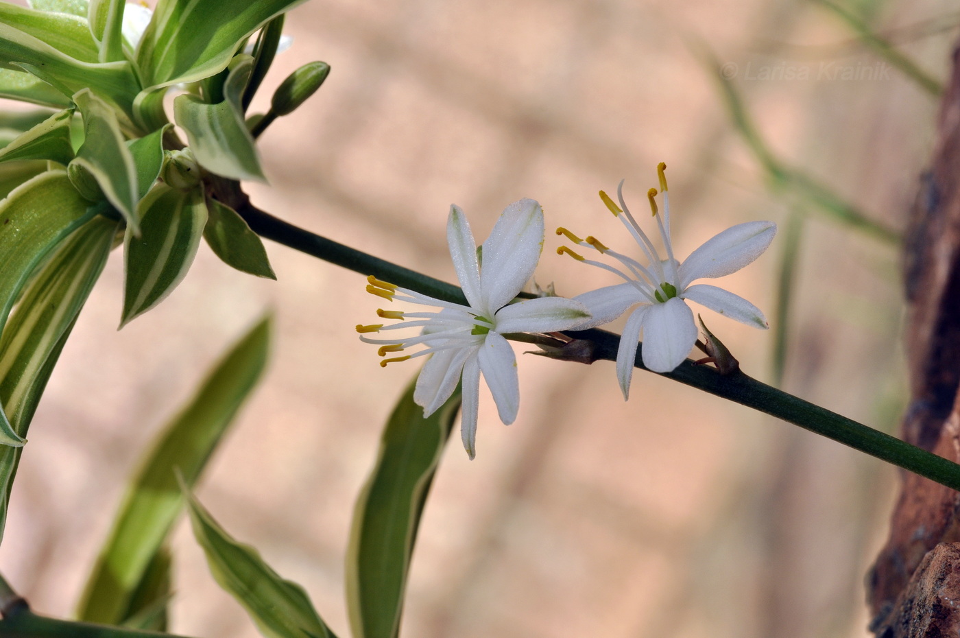 Image of Chlorophytum comosum specimen.