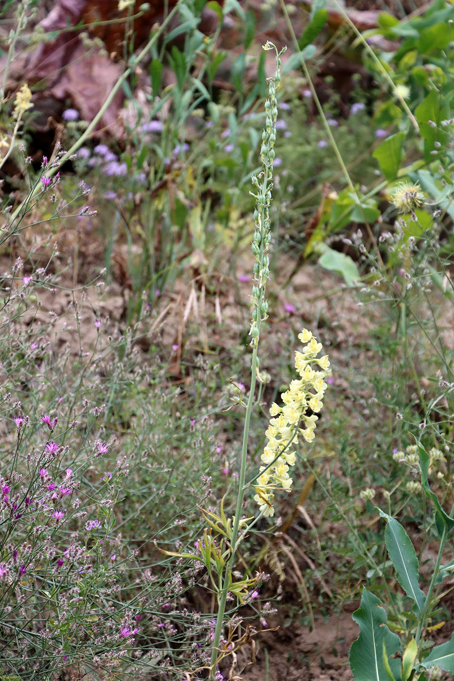 Изображение особи Delphinium biternatum.