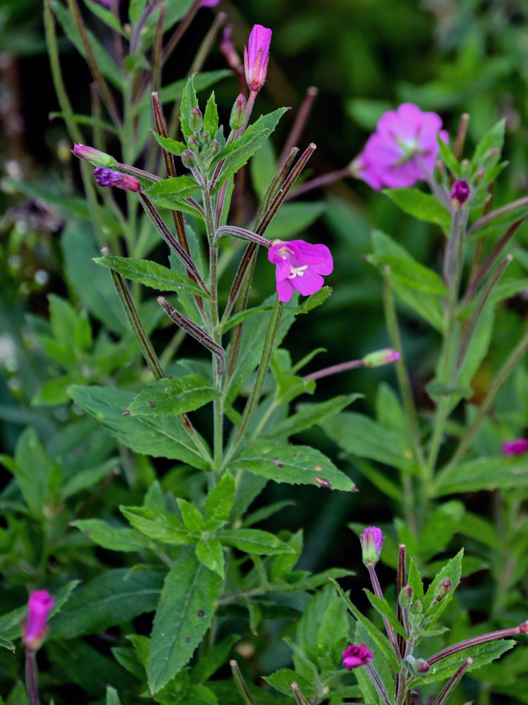 Изображение особи Epilobium hirsutum.