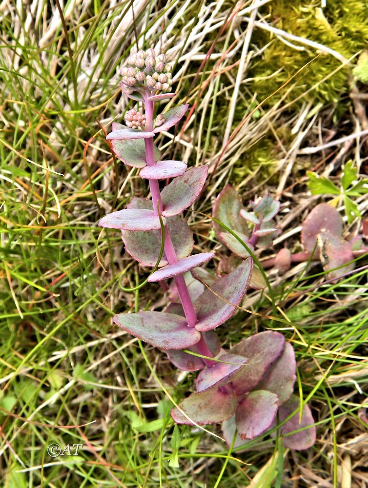 Image of genus Hylotelephium specimen.