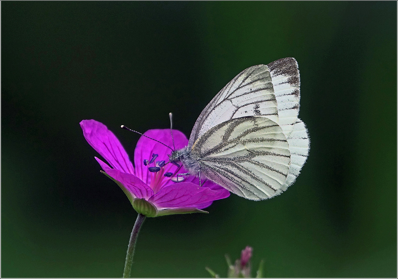 Image of Geranium palustre specimen.