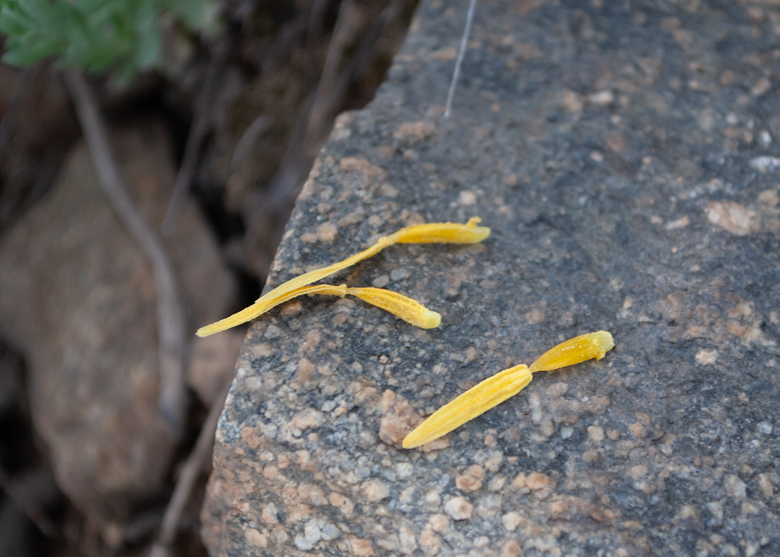 Image of Tulipa altaica specimen.