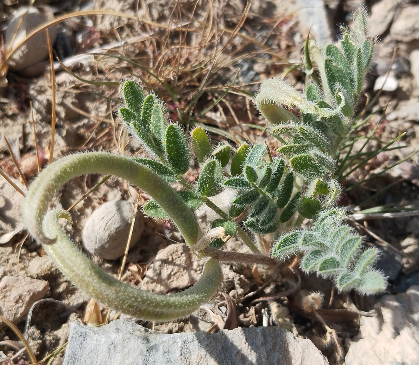 Image of Astragalus stalinskyi specimen.