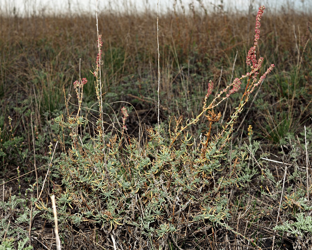 Image of Bassia prostrata specimen.