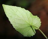 Смотреть изображение Viola albida