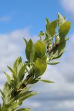 View full-size image Salix caprea