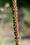 View full-size image Plantago major