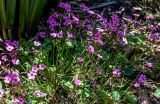 View full-size image Oxalis articulata