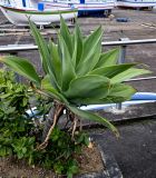 View full-size image Agave attenuata