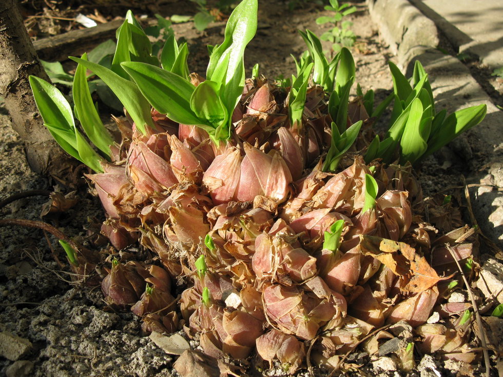 Image of Lilium candidum specimen.