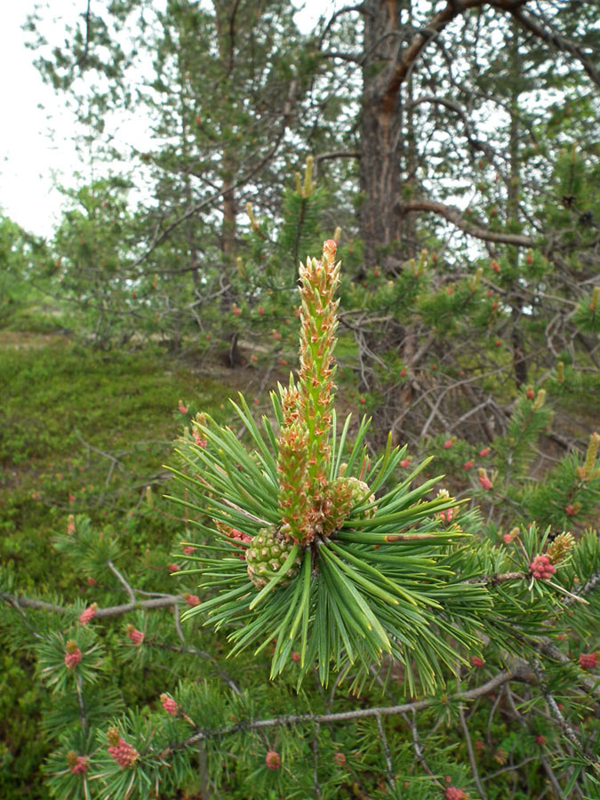 Изображение особи Pinus friesiana.