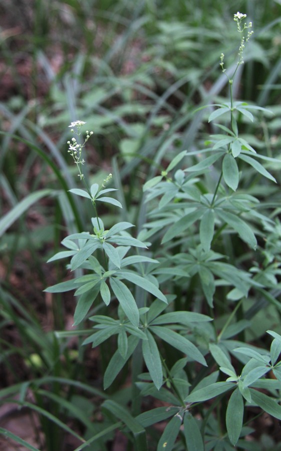 Image of Galium intermedium specimen.