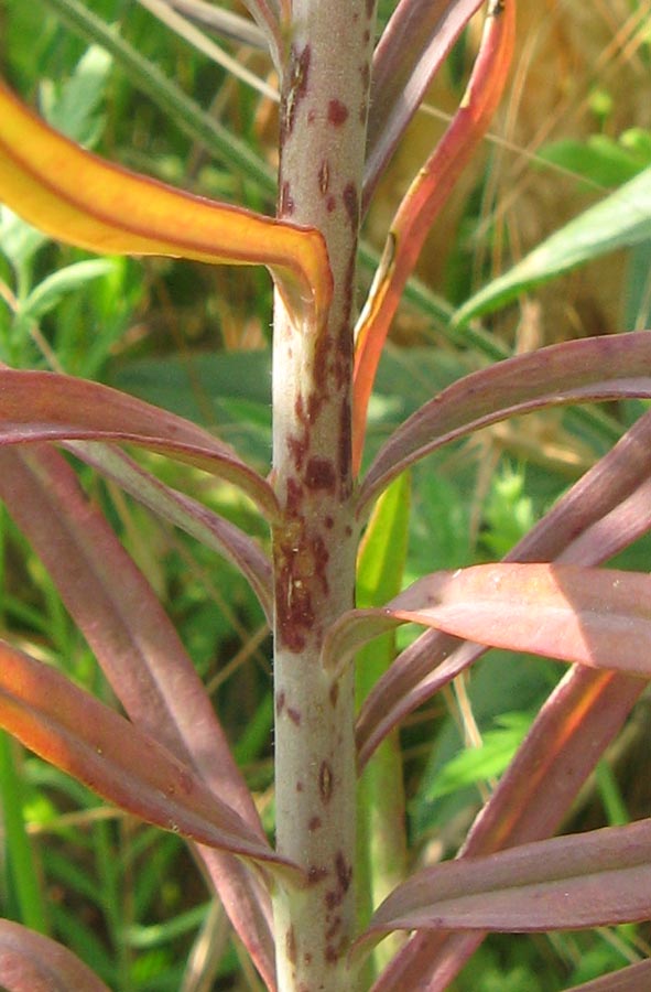 Image of Linaria ruthenica specimen.