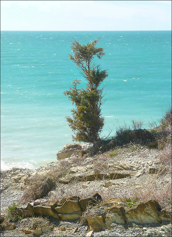 Image of Juniperus deltoides specimen.