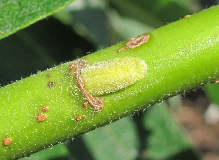 Image of Salix gmelinii specimen.