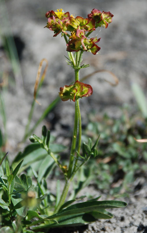 Изображение особи Patrinia sibirica.