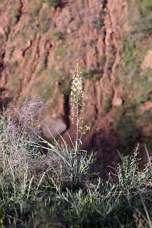 Изображение особи род Eremurus.